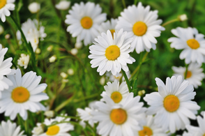 Nominate a nurse for The DAISY Award